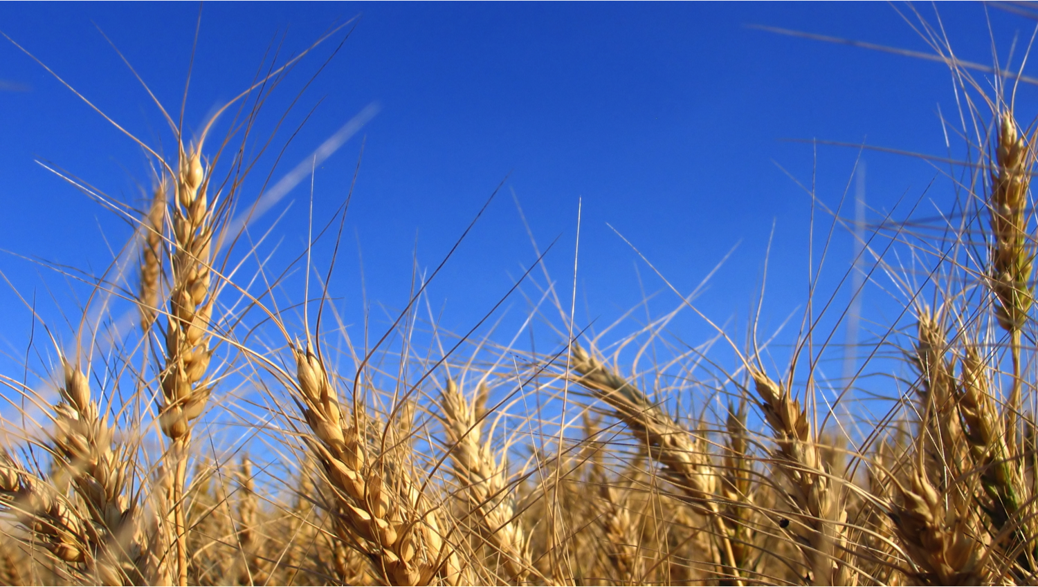 Пшеница группа организмов. Рожь (Secale). Поле пшеницы. Колосья пшеницы. Поле с колосками.