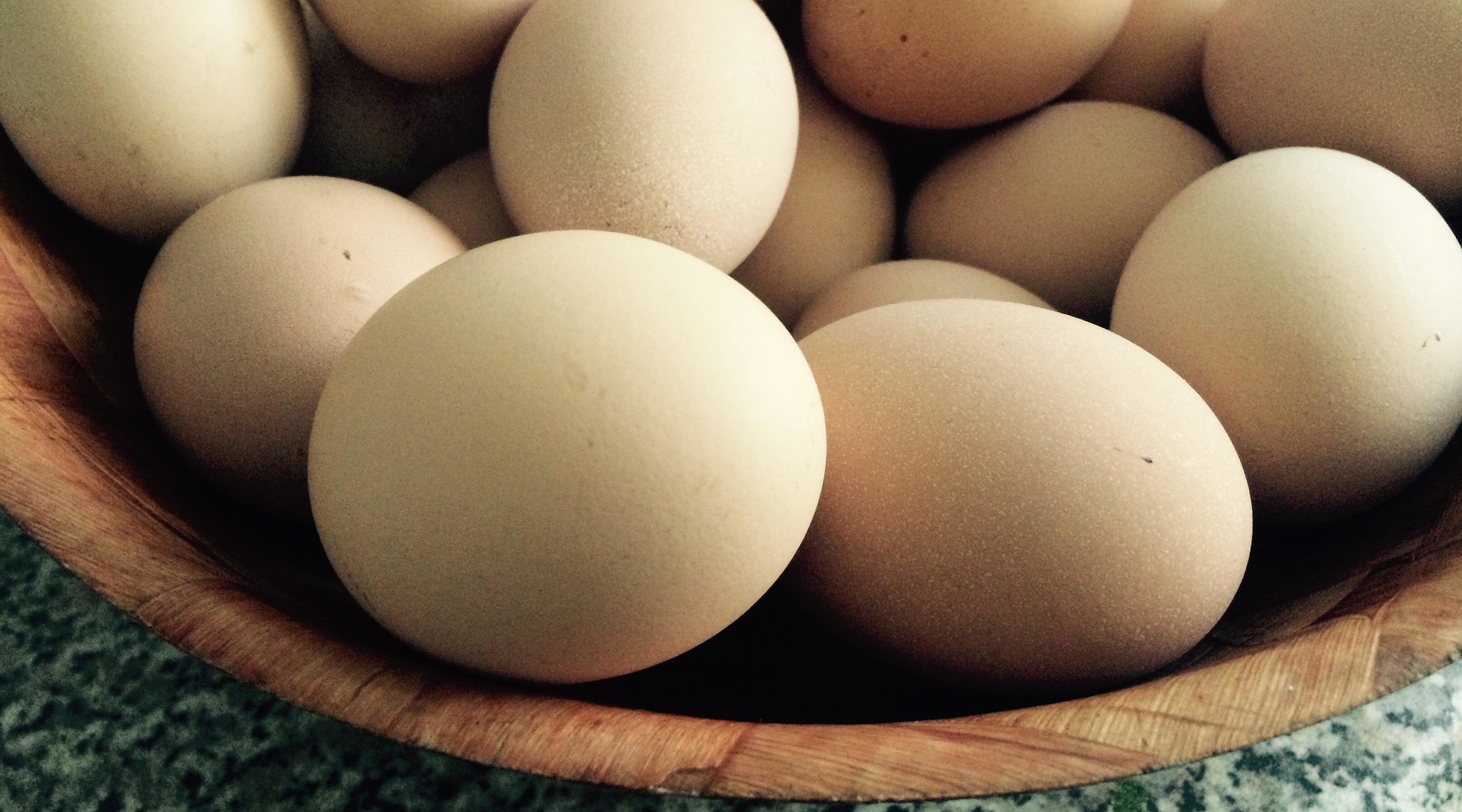 Цены на яйца в странах. Калининградские яйца. Переработка яиц. Яйца калининградские в Петербурге. Фото утилизации яиц.