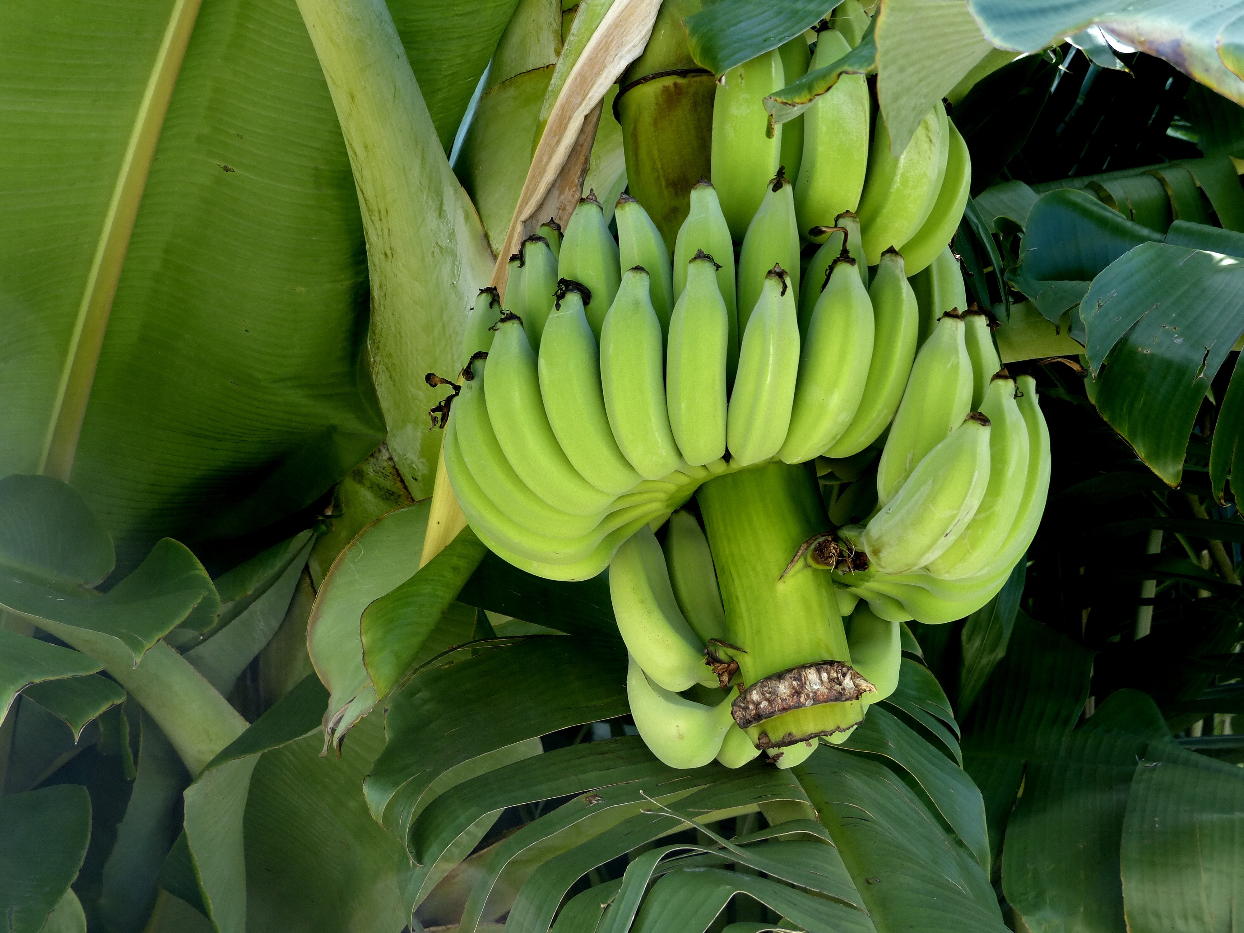 Банан это трава фрукт овощ или ягода. Бабан плантайн. Кариба банан. Банановое дерево. Цветок банана.